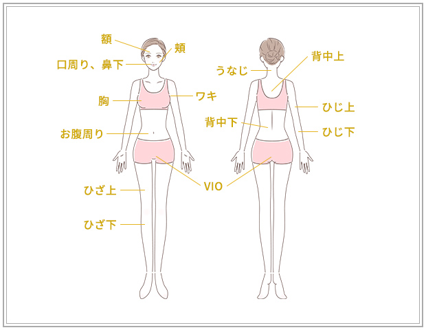 レディース脱毛/施術部位一覧